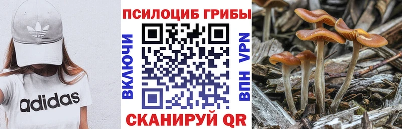 мега вход  Александровск  Псилоцибиновые грибы Psilocybine cubensis 